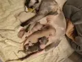 Коте Свинкс Флок , снимка 5