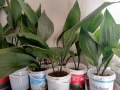 Семейно щастие (Аспидистра) с височина 40-50см., снимка 2