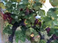 Продавам грозде - Памид и Червен мискет, снимка 3