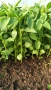 Разсад ранни домати краставици, снимка 7