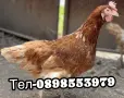 🐔Налични Носачки За Яйца 🥚, снимка 5