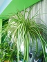Хлорофитум бял, снимка 4