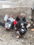 яйца от декоративни кокошки, снимка 1 - Кокошки и пуйки - 44582238