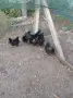 Аям  Кемани 5+1!!, снимка 1