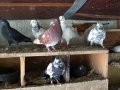 Пазарджишки гълъби, снимка 9