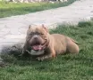 American Bully Pocket, снимка 9