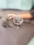 женско клепоухо шотландско коте, снимка 4