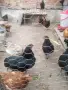 Петли Австролоп, снимка 2