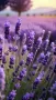 Лавандулови насаждения , снимка 1
