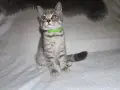 Чистокръвни британски котенца, снимка 4