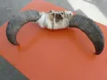  Чифт биволски рога , снимка 5