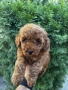 Мини Пудели Момчета и Момичета / Mini Poodle Boys and Girls, снимка 8