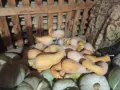 Тикви четири вида., снимка 5