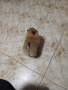 Mini Pomeran, снимка 13