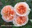 🌹 РОЗА 🌹 ANDRE LE NOTRE® Meiceppus 🌹, снимка 1