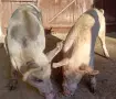 Продавам прасета, снимка 1