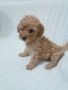 Продавам мини пудел, снимка 2