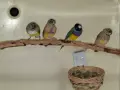 Млади гулдови амадини, снимка 4