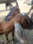 Англо-нубийско женско яре и пръч, снимка 1