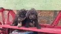 Лагото  женски чистокръвни, снимка 7