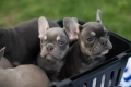 Чистокръвни френски булдочета, снимка 12