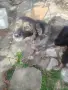 Здравейте подарявам кучетата на майка ми поради здравословен проблем намират се Област Габрово , снимка 2