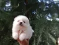 Чисто бели Померанчета. Реални снимки !!!, снимка 6