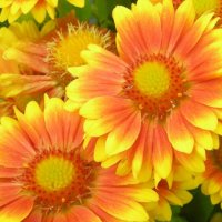 Продавам цветя Гайлардия – разсад за пролетно засаждане в градината, различни цветове, снимка 3 - Разсади - 30273860