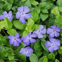 Винка минор, Vinca minor, снимка 2 - Градински цветя и растения - 44392855