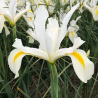 Ирис Dutch White , снимка 2 - Градински цветя и растения - 44406745