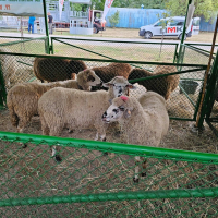 стадо Реплянски овце , снимка 3 - Овце - 44596836
