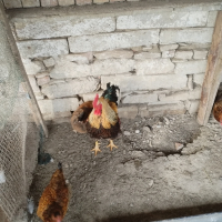 яйца от катунски кокошки, снимка 2 - Кокошки и пуйки - 44581979