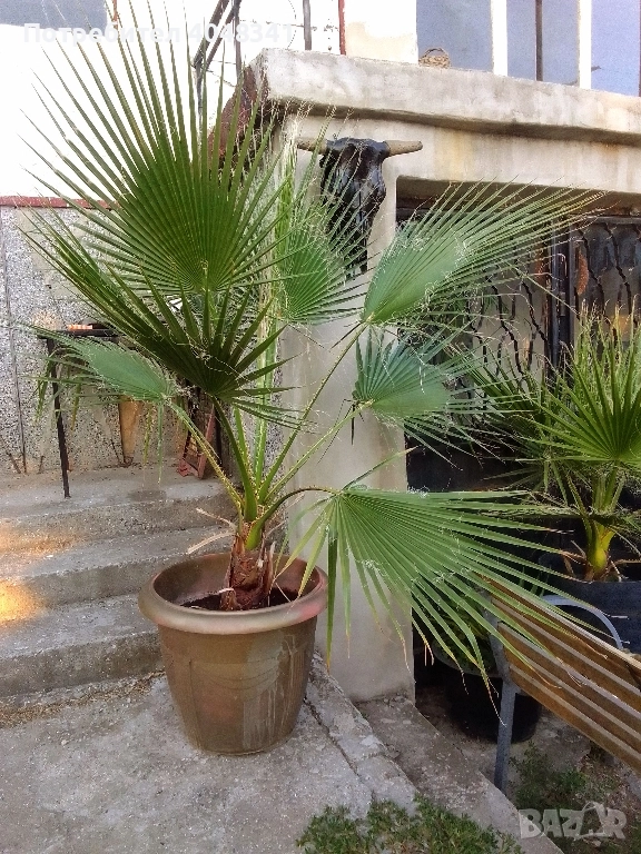 Палми Вяшингтония, снимка 1