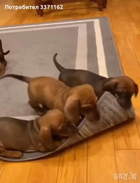  дакел, снимка 1