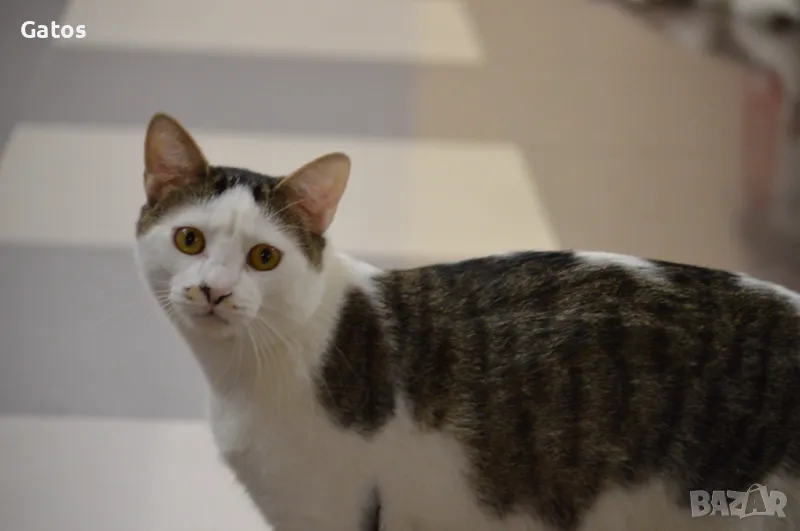 Зизу, котарак за осиновяване, снимка 1