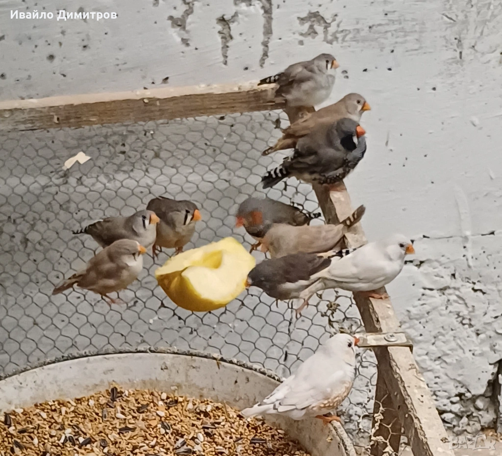 Зеброви амадини , снимка 1