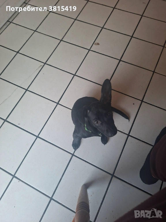 Подарявам пинчер женски на 4 месеца. Обучен, снимка 1
