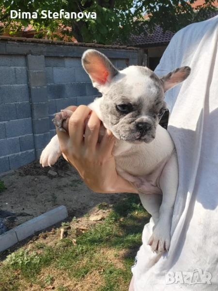 Продавам френски булдог., снимка 1