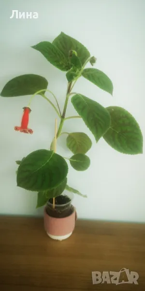 Колерия Биби(Kohleria Bibi) , снимка 1