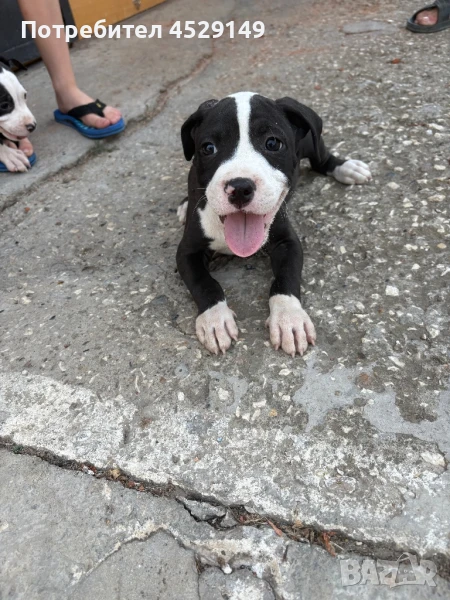 Питбули с-2 ваксини, снимка 1