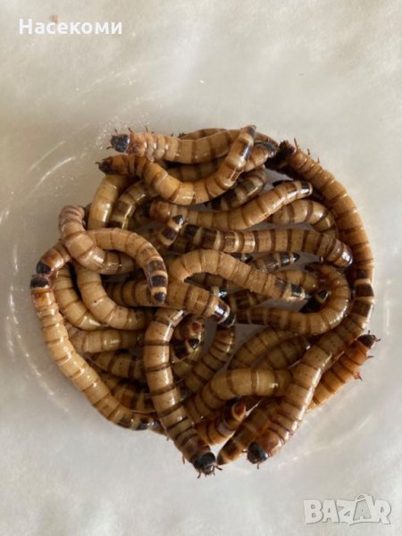 Морио 1 литър 16-20лв. ; Зоофобас морио; Кралски червей., снимка 1