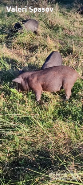 прасета Дюрок с Виетнамец, снимка 1