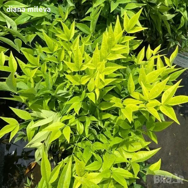 Нандина Магически Лимон и Лайм,  Nandina domestica 'Magical Lemon Lime', снимка 1