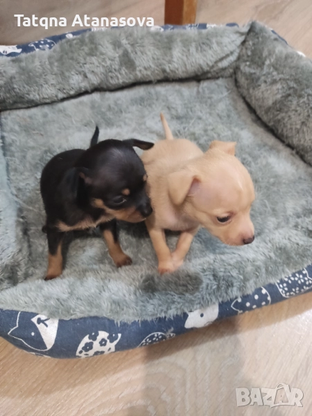 Продавам пинчери , снимка 1