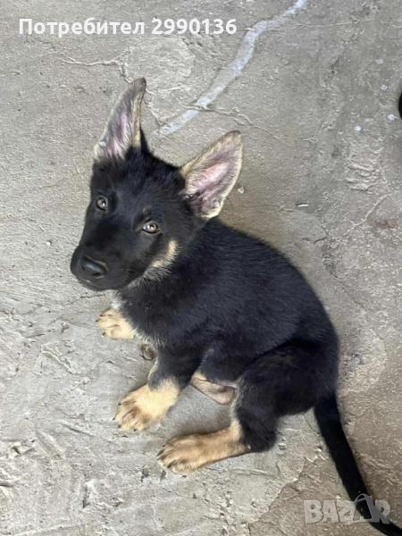 Немска овчарка , снимка 1