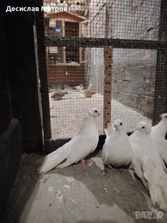 Гълъби, двукачулати, чилики, акмани, зеброви амадини и гугутки, снимка 1