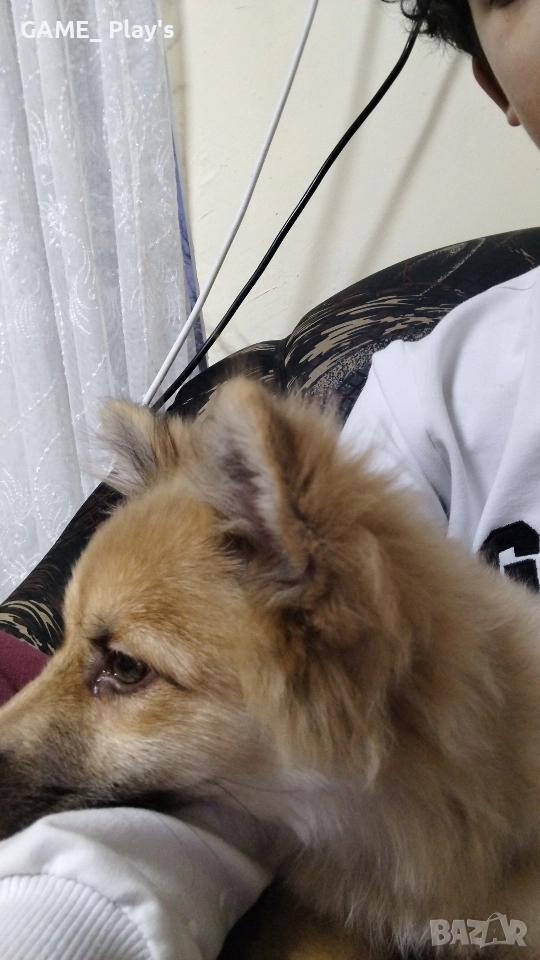 Немски шпиц , снимка 1