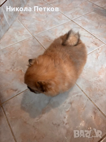 Померан , снимка 2 - Померан - 53155897