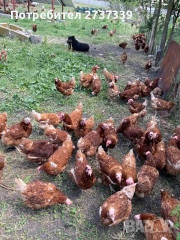 Носачки, снимка 2 - Кокошки и пуйки - 54239301