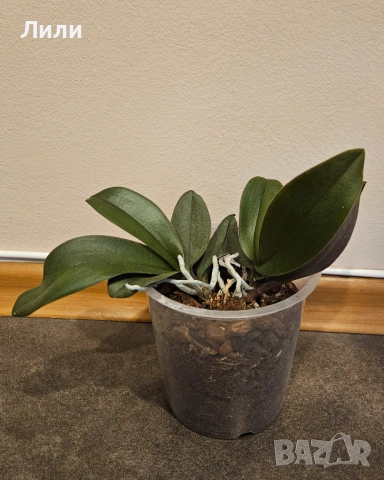 Орхидея фаленопсис Las Vegas, снимка 2 - Стайни растения - 53934421